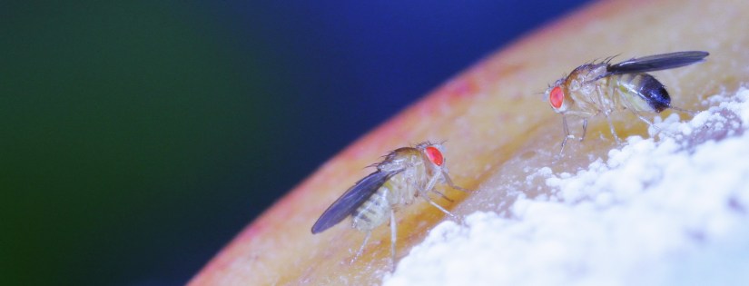 female_male_drosophila